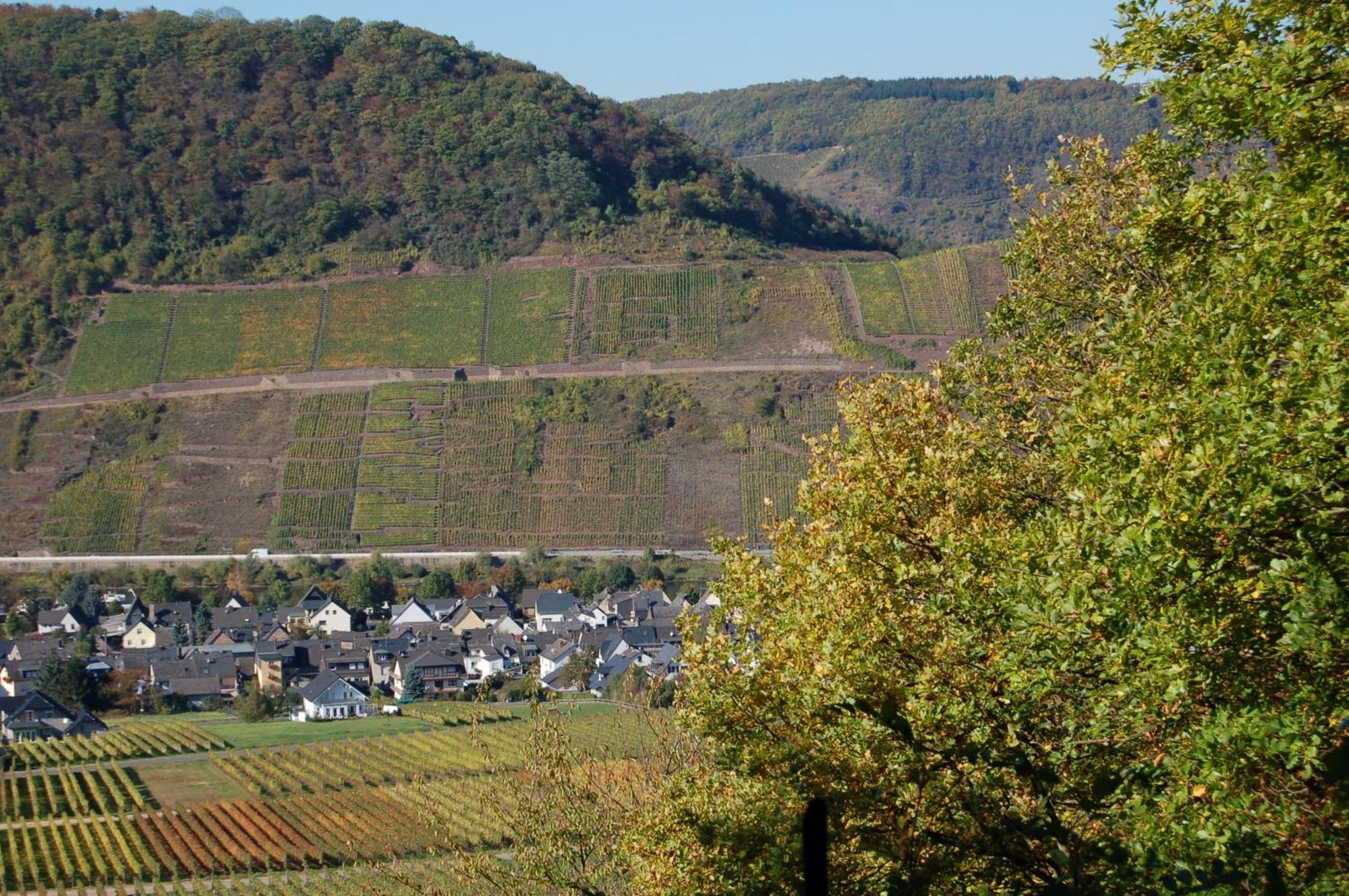Mosel Bub * Bruttig-Fankel